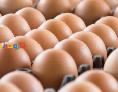 🥚 تعبیر خواب تخم مرغ از نظر معبران معروف و موضوعات مختلف