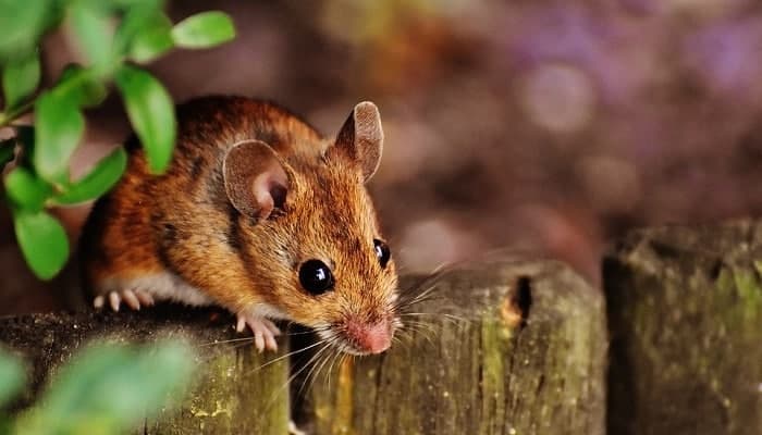🐭 تعبیر خواب موش از نظر معبران معروف و موضوعات مختلف