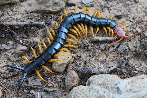 🐛 تعبیر خواب هزارپا از نظر معبران معروف و موضوعات مختلف