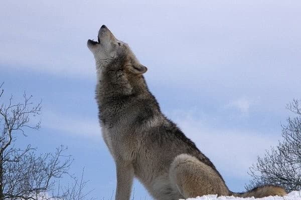 🐺 تعبیر خواب گرگ از نظر معبران معروف و موضوعات مختلف