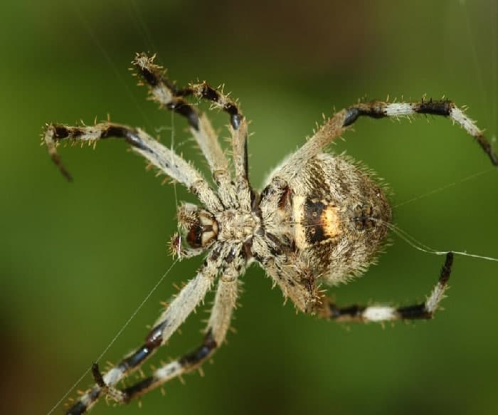 🕷️ تعبیر خواب عنکبوت از نظر معبران معروف و موضوعات مختلف