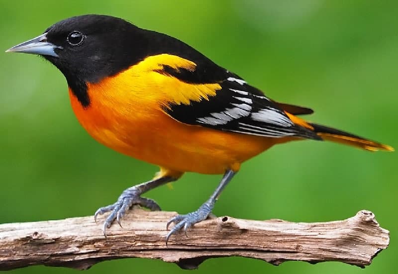 🕊️ تعبیر خواب پرنده از نظر معبران معروف و موضوعات مختلف