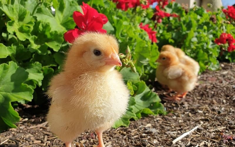 🐥 تعبیر خواب جوجه از نظر معبران معروف و موضوعات مختلف