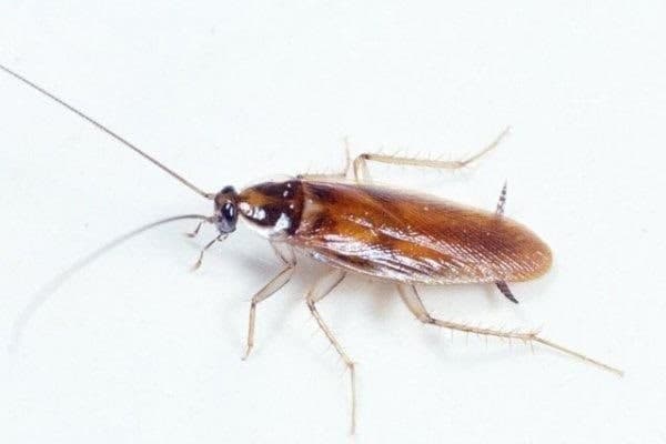 تعبیر خواب سوسک