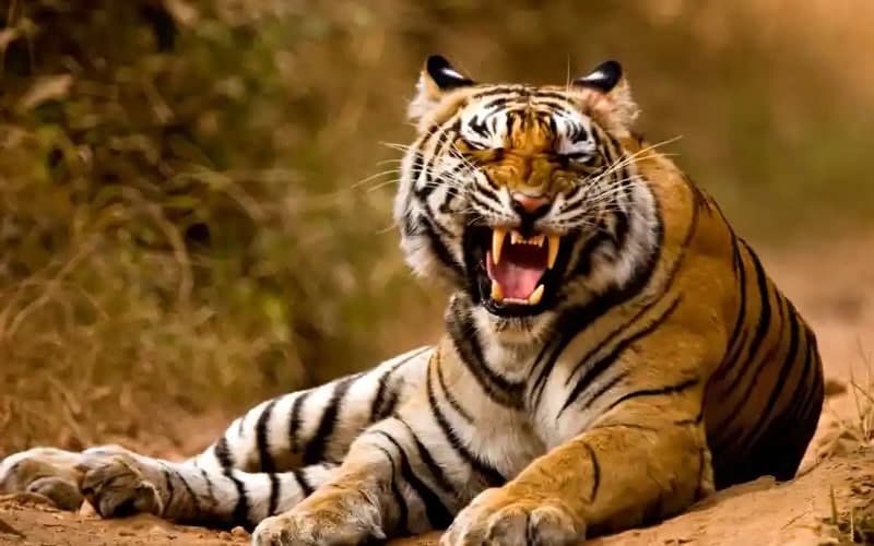 🐆 تعبیر خواب پلنگ از نظر معبران معروف و موضوعات مختلف