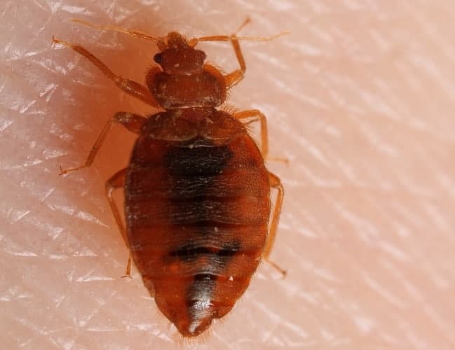 🐜 تعبیر خواب ساس از نظر معبران معروف و موضوعات مختلف 🐜 تعبیر خواب ساس از نظر معبران معروف و موضوعات مختلف