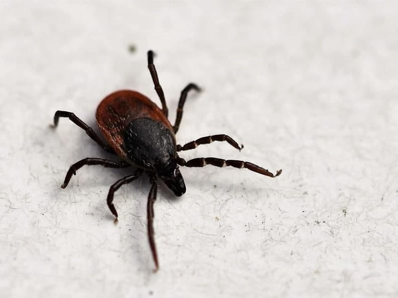 🐜 تعبیر خواب کنه از نظر معبران معروف و موضوعات مختلف