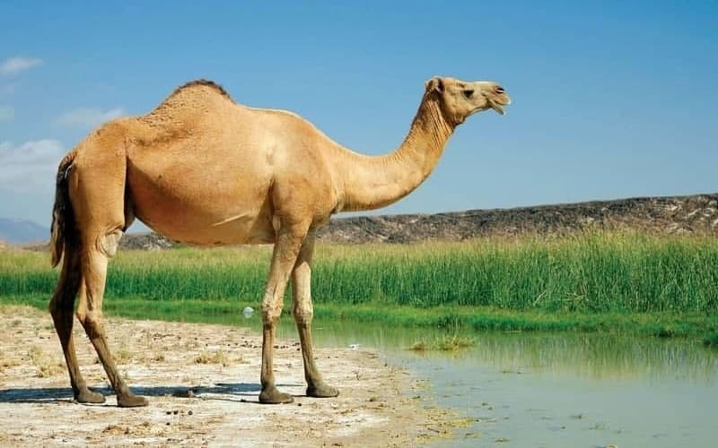 🐫 تعبیر خواب شتر از نظر معبران معروف و موضوعات مختلف