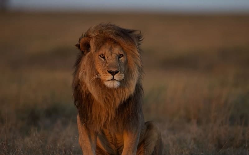 🦁 تعبیر خواب شیر (حیوان) از نظر معبران معروف و موضوعات مختلف