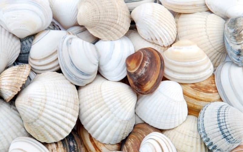 🐚 تعبیر خواب صدف از نظر معبران معروف و موضوعات مختلف