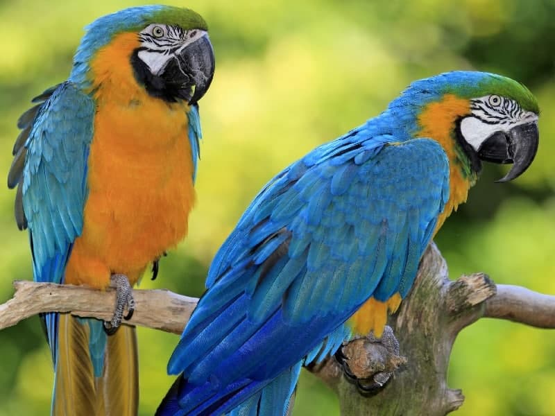 🦜 تعبیر خواب طوطی از نظر معبران معروف و موضوعات مختلف