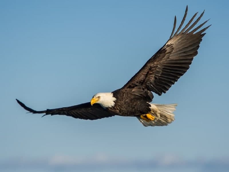 🦅 تعبیر خواب عقاب از نظر معبران معروف و موضوعات مختلف