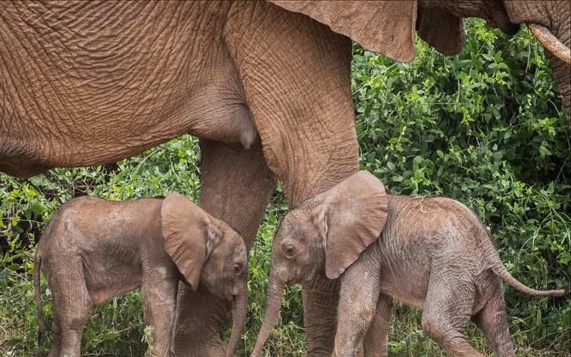 🐘 تعبیر خواب فیل از نظر معبران معروف و موضوعات مختلف