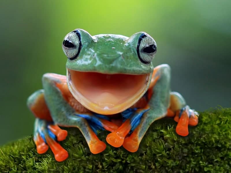 🐸 تعبیر خواب قورباغه از نظر معبران معروف و موضوعات مختلف 🐸 تعبیر خواب قورباغه از نظر معبران معروف و موضوعات مختلف