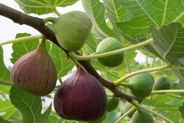🍑 تعبیر خواب انجیر از نظر معبران معروف و موضوعات مختلف 🍑 تعبیر خواب انجیر از نظر معبران معروف و موضوعات مختلف