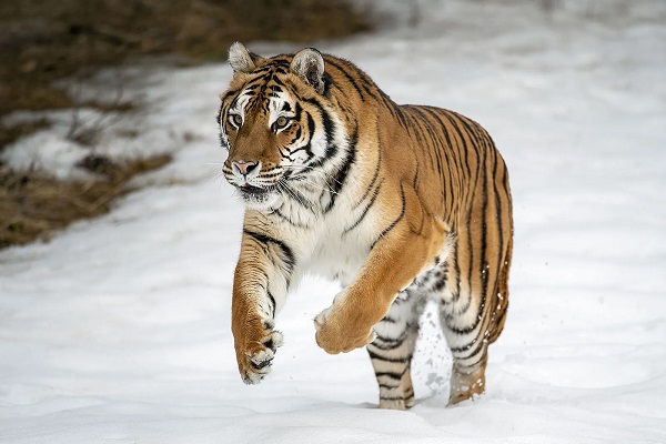 🐅 تعبیر خواب ببر از نظر معبران معروف و موضوعات مختلف