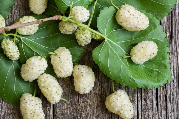 🫐 تعبیر خواب توت سفید از نظر معبران معروف و موضوعات مختلف