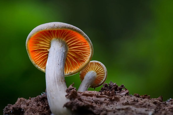 🍄 تعبیر خواب قارچ از نظر معبران معروف و موضوعات مختلف
