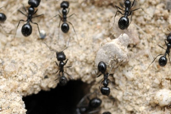 🐜 تعبیر خواب مورچه از نظر معبران معروف و موضوعات مختلف