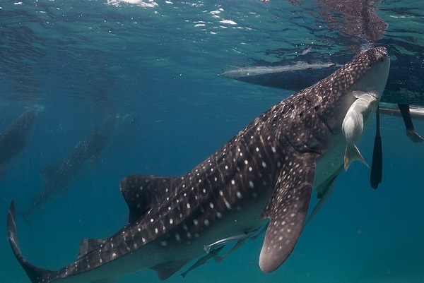 🐋 تعبیر خواب وال و نهنگ از نظر معبران معروف و موضوعات مختلف