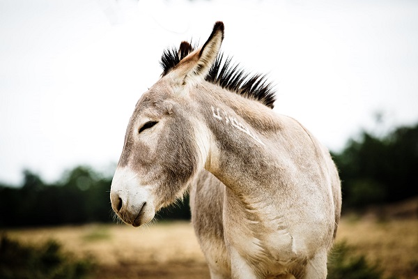 🐴 تعبیر خواب الاغ (خر) از نظر معبران معروف و موضوعات مختلف
