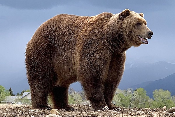 🐻 تعبیر خواب خرس از نظر معبران معروف و موضوعات مختلف 🐻 تعبیر خواب خرس از نظر معبران معروف و موضوعات مختلف