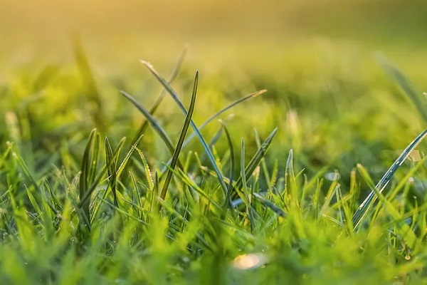 🍀 تعبیر خواب علف از نظر معبران معروف و موضوعات مختلف