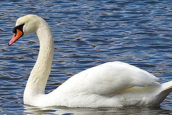🦢 تعبیر خواب قو از نظر معبران معروف و موضوعات مختلف