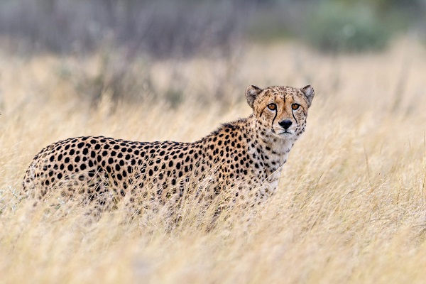 🐆 تعبیر خواب یوزپلنگ از نظر معبران معروف و موضوعات مختلف 🐆 تعبیر خواب یوزپلنگ از نظر معبران معروف و موضوعات مختلف