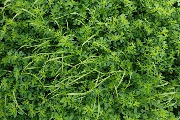 🍀 تعبیر خواب یونجه از نظر معبران معروف و موضوعات مختلف 🍀 تعبیر خواب یونجه از نظر معبران معروف و موضوعات مختلف