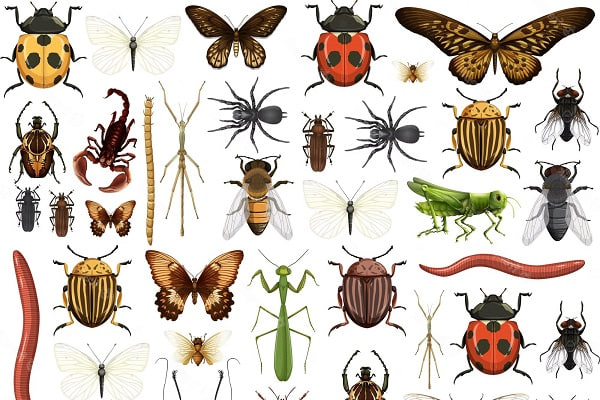 🦟 تعبیر خواب حشره از نظر معبران معروف و موضوعات مختلف 🦟 تعبیر خواب حشره از نظر معبران معروف و موضوعات مختلف