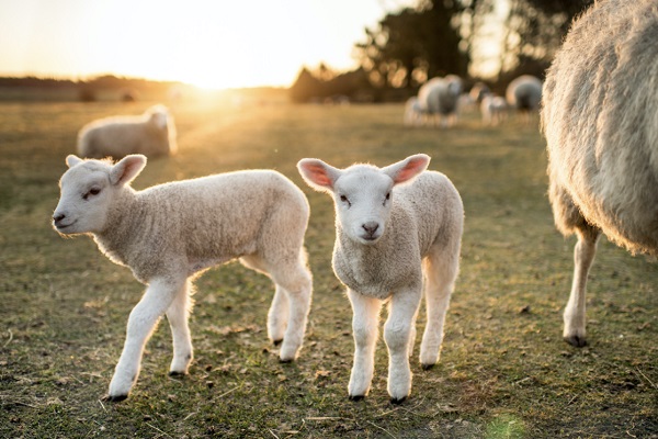 🐑 تعبیر خواب بره از نظر معبران معروف و موضوعات مختلف - فردای تازه