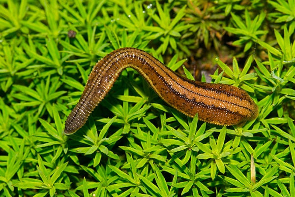 🐛 تعبیر خواب زالو از نظر معبران معروف و موضوعات مختلف