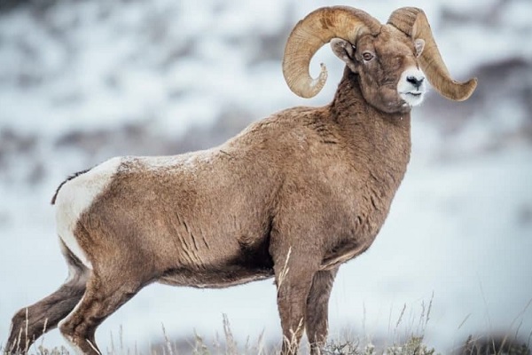 🐏 تعبیر خواب قوچ از نظر معبران معروف و موضوعات مختلف