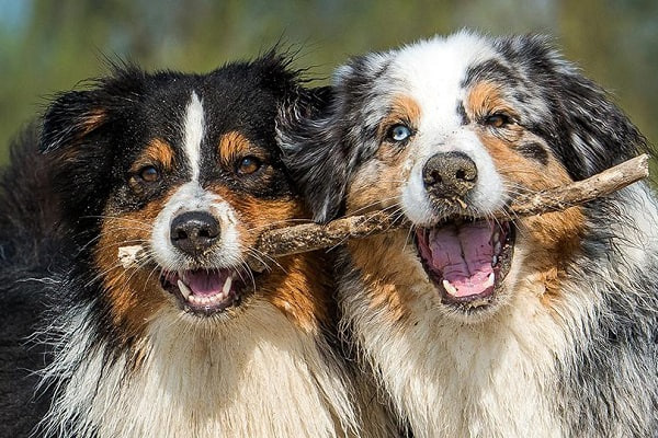 🐻 تعبیر خواب جانور از نظر معبران معروف و موضوعات مختلف 🐻 تعبیر خواب جانور از نظر معبران معروف و موضوعات مختلف