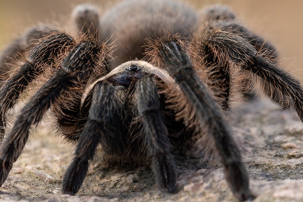 🕷️ تعبیر خواب رتیل از نظر معبران معروف و موضوعات مختلف