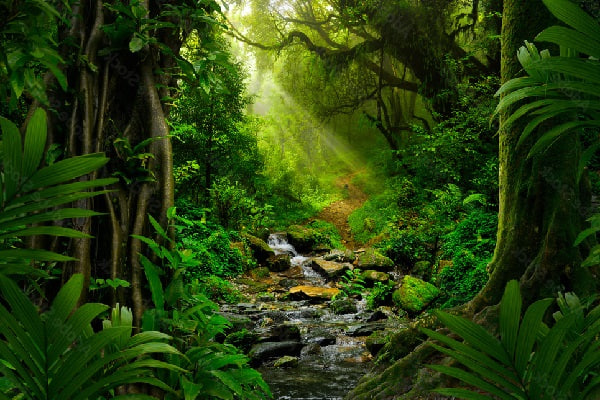 🌳 تعبیر خواب جنگل از نظر معبران و موضوعات مختلف 🌳 تعبیر خواب جنگل از نظر معبران و موضوعات مختلف